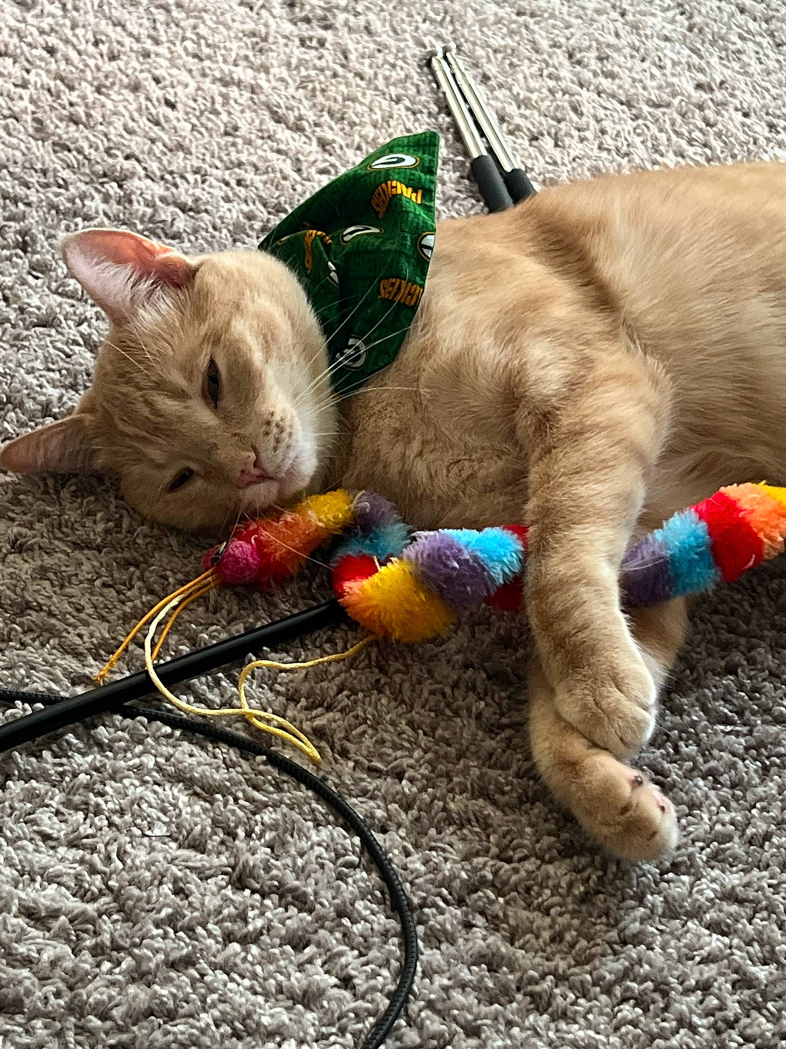 Harley is registered to the contest to win money with this photo: carnivore, cat, cat_toy, claw, collar, domestic_short_haired_cat, fashion_accessory, fawn, felidae, foot, fur, leash, paw, pet_supply, small_to_medium_sized_cats, snout, stuffed_toy, tail, whiskers, wire