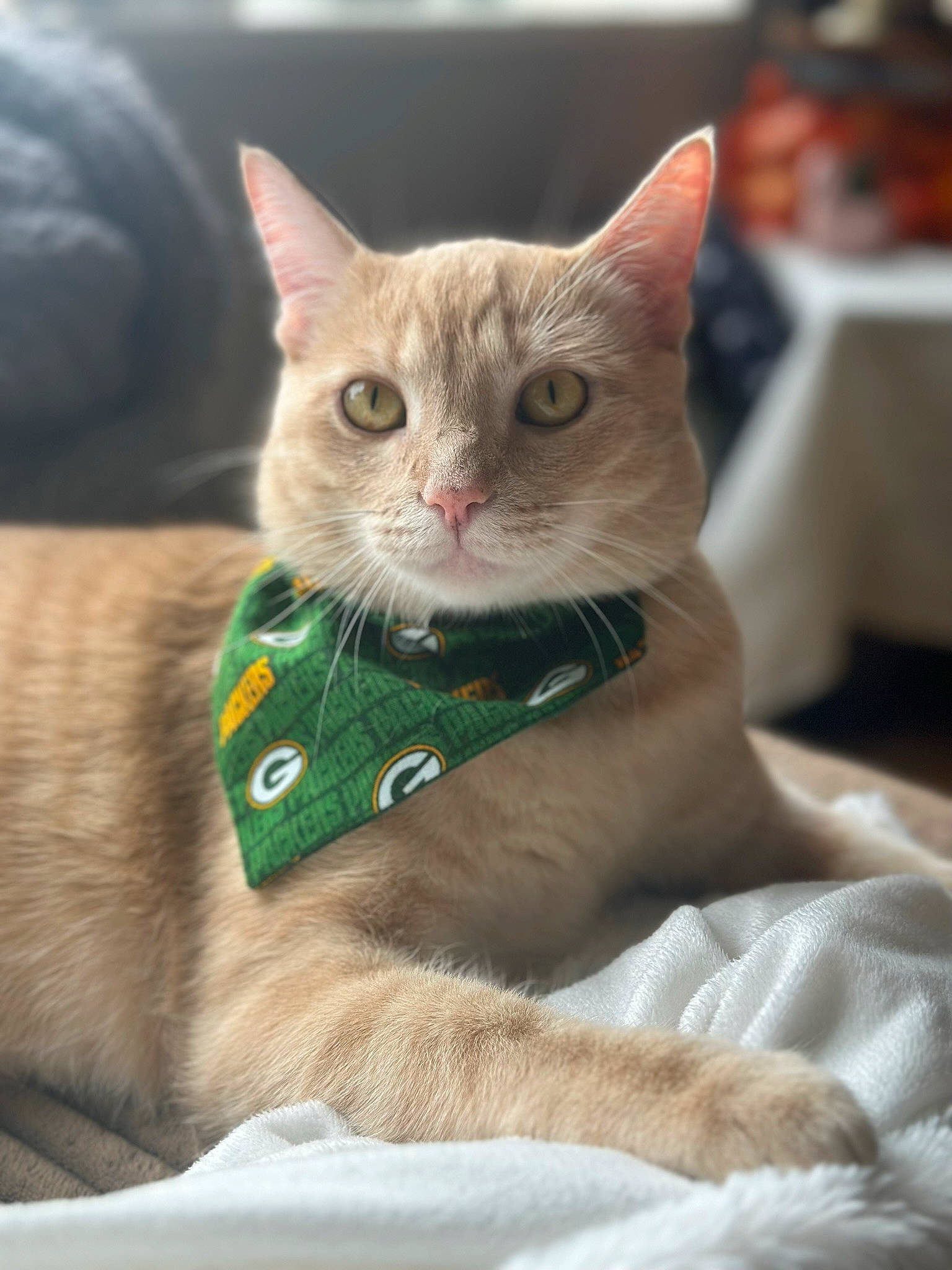 Harley joined the competition — help win amazing prizes! carnivore, cat, cat_supply, claw, collar, comfort, domestic_short_haired_cat, fawn, felidae, foot, fur, linens, paw, pet_supply, sitting, small_to_medium_sized_cats, snout, tail, whiskers