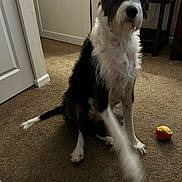 Biscuit joined the competition — help win amazing prizes! dog, indoor, carpet, black_and_white, paw, toy, plush_toy, door, table, flag_display, furniture, pet, sitting, raising_paw, fur, animal, home, playful, friendly, living_room