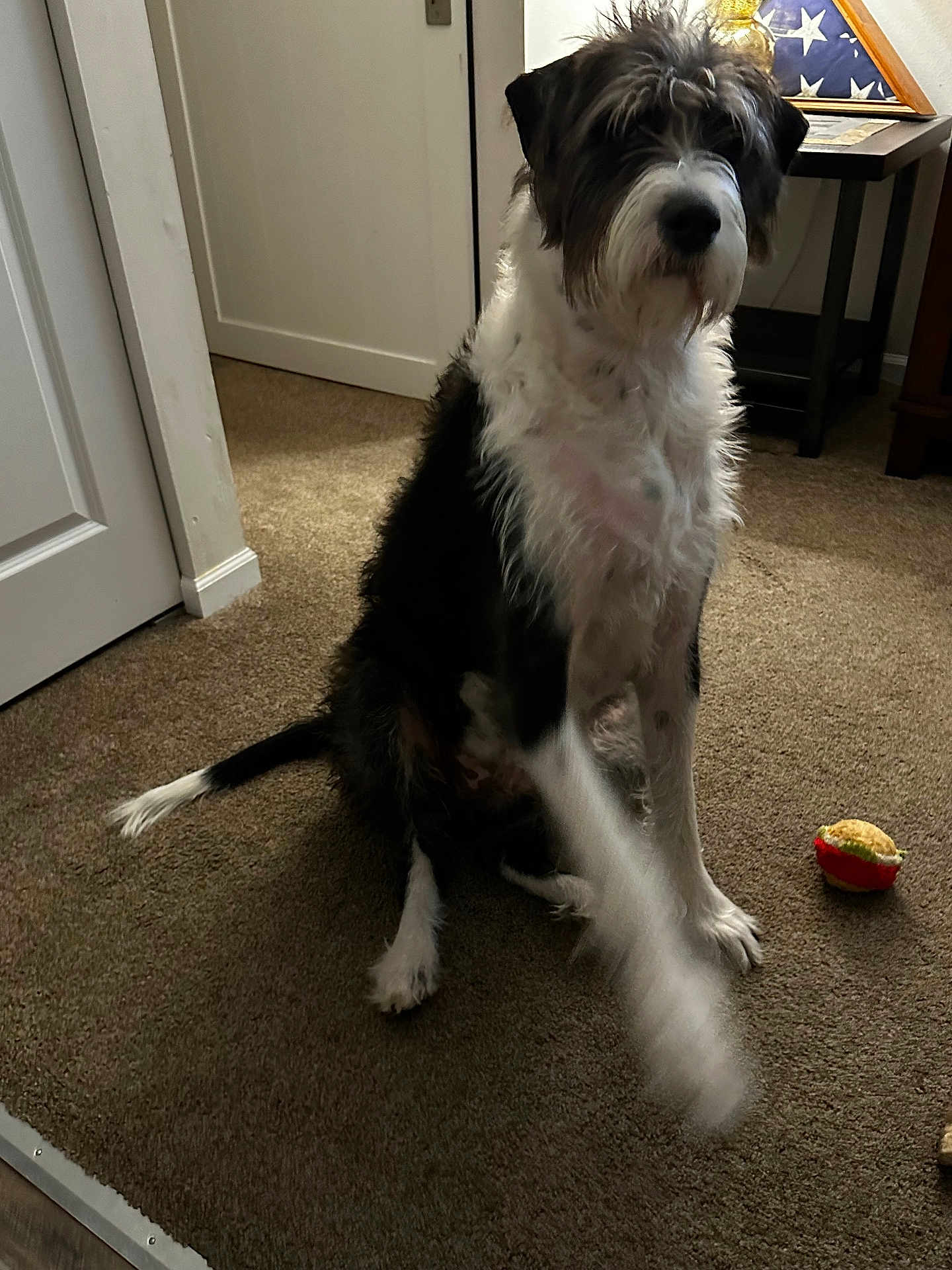Biscuit
