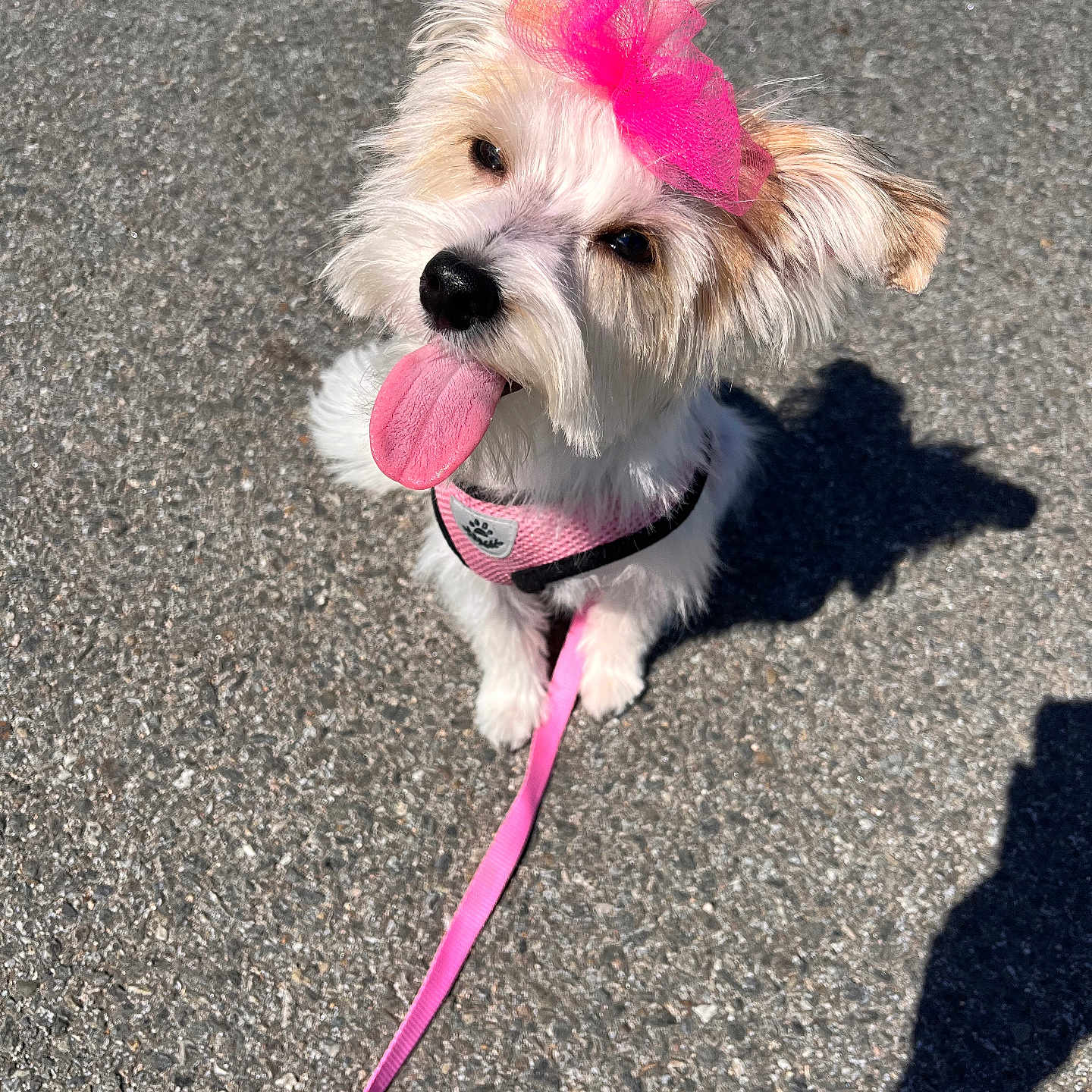 Luna Martinez joined the competition — help win amazing prizes! adorable, animal, asphalt, canine, companion, cute, dog, fluffy, leash, outdoor, pet, pink_bow, pink_harness, playful, shadow, small_dog, summer, sunny, tongue_out, white_fur