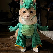 Nalo is registered to the contest to win money with this photo: cat, pet, costume, dinosaur_costume, orange_cat, white_paws, indoor, hardwood_floor, sitting, whiskers, adorable, front_paws, plush_costume, fabric, living_room, couch, portrait, eyes, ears, cute