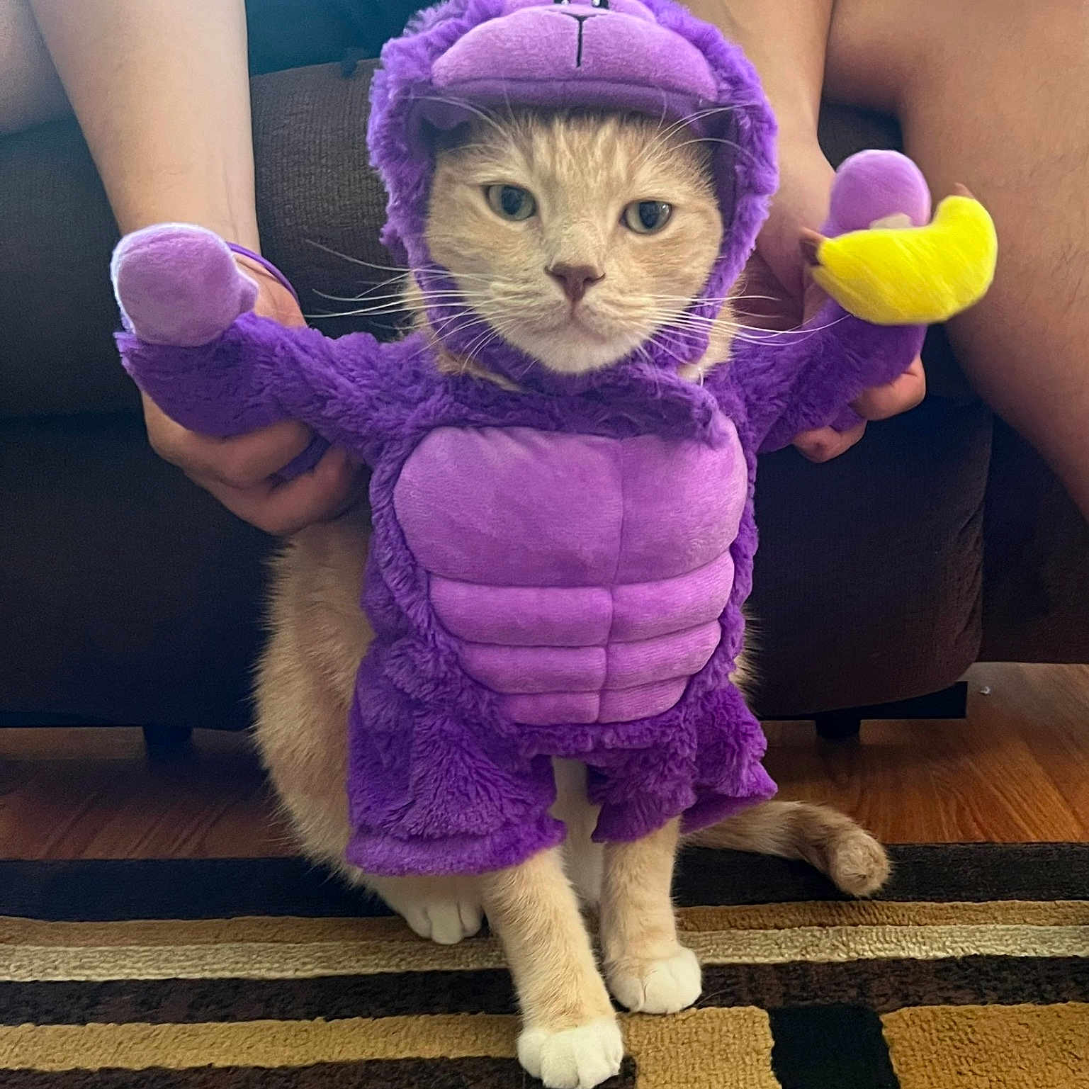 Nalo is registered to the contest to win money with this photo: adorable, banana, cat, close_up, costume, cute, feline, hands, indoor, kitten, living_room, paws, pet, plush, portrait, purple, rug, sitting, sofa, whiskers