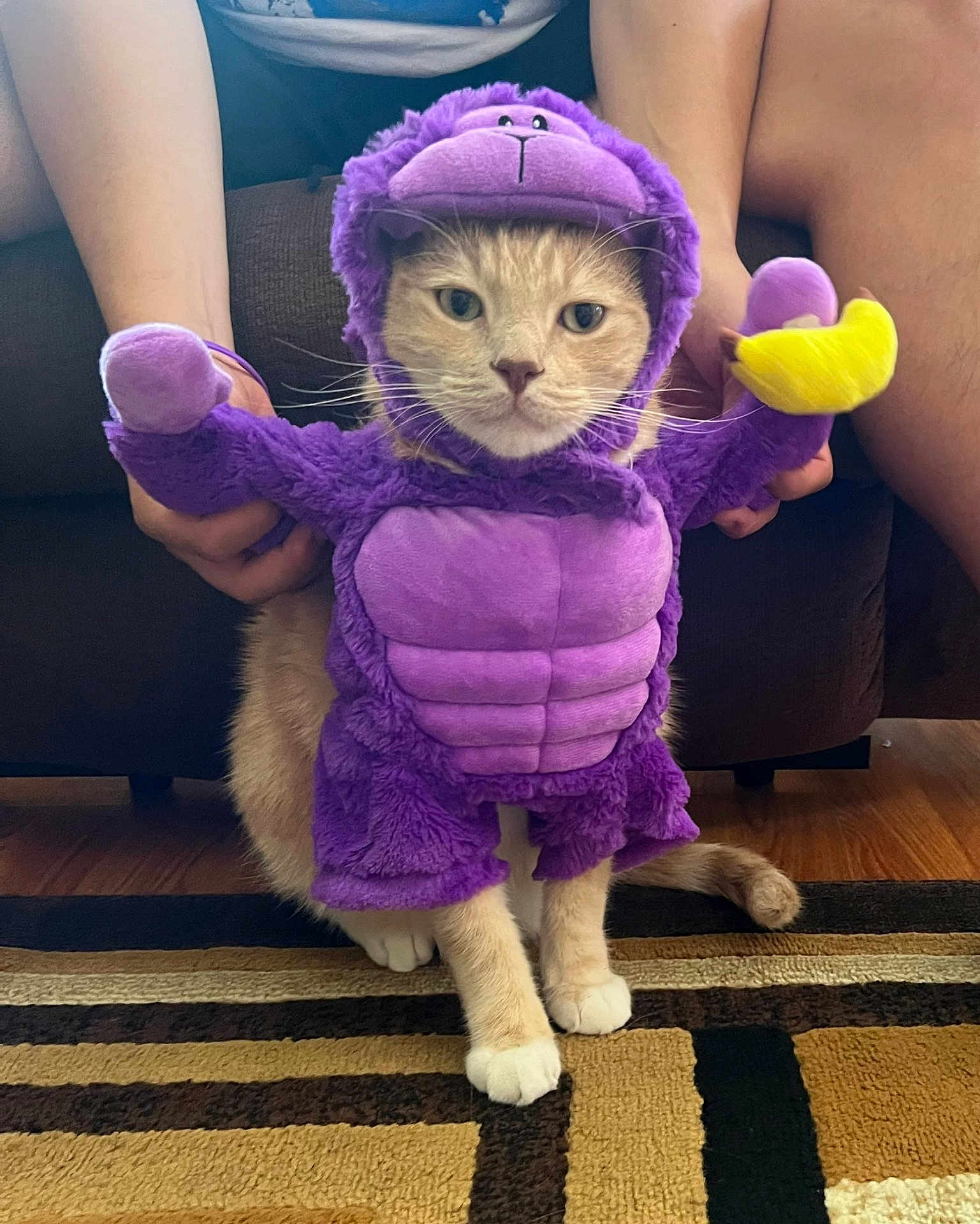 Nalo is registered to the contest to win money with this photo: cat, kitten, costume, purple, plush, banana, pet, hands, paws, whiskers, indoor, living_room, sofa, rug, adorable, portrait, close_up, feline, cute, sitting