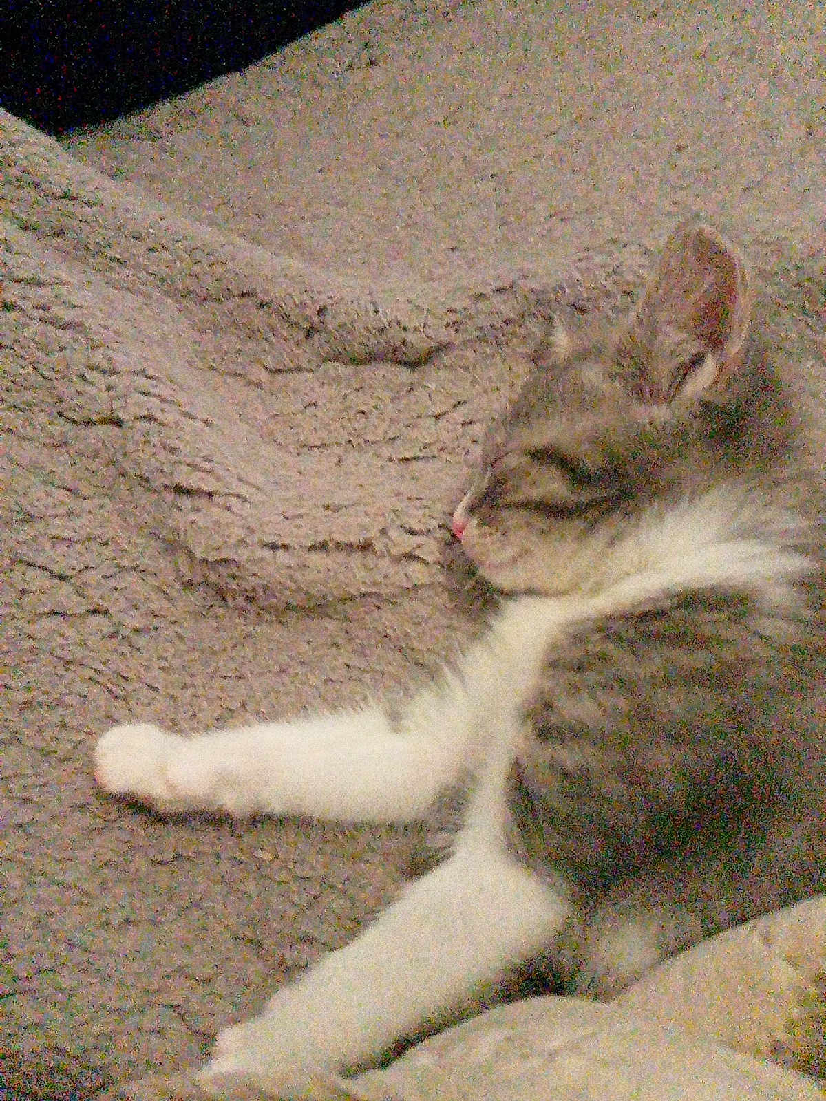 Ivoire participe au concours pour gagner de l'argent avec cette photo : cat, sleeping, blanket, fur, paw, cozy, resting, pet, indoor, texture, feline, relaxation, cute, animal, soft, comfort, whiskers, tabby, closeup, peaceful