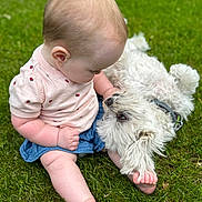 Noa is registered to the contest to win money with this photo: adorable, animal, baby, casual_clothing, child, cute, dog, friendship, grass, grass_field, infant, interaction, nature, outdoor, pet, playing, sitting, summer, toddler, white_dog