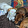 Finnabelle joined the competition — help win amazing prizes! dog, snuggling, blanket, couch, pillow, colorful, brown, white, fur, pet, indoor, resting, close_up, friendship, cute, cozy, animal, companion, relaxing, home
