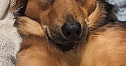 Finnabelle is registered to the contest to win money with this photo: dog, pet, animal, close_up, portrait, brown_fur, indoors, blanket, relaxed, lying_down, cute, canine, fur, snout, ears, soft_light, cozy, companion, domestic_animal, friendly