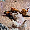 Finnabelle joined the competition — help win amazing prizes! dog, playing, tennis_ball, floor, tile_floor, indoor, pet_bowl, basket, blue_bag, fur, canine, happy, playful, animal, domestic, household, toy, relaxed, cute, white_dog
