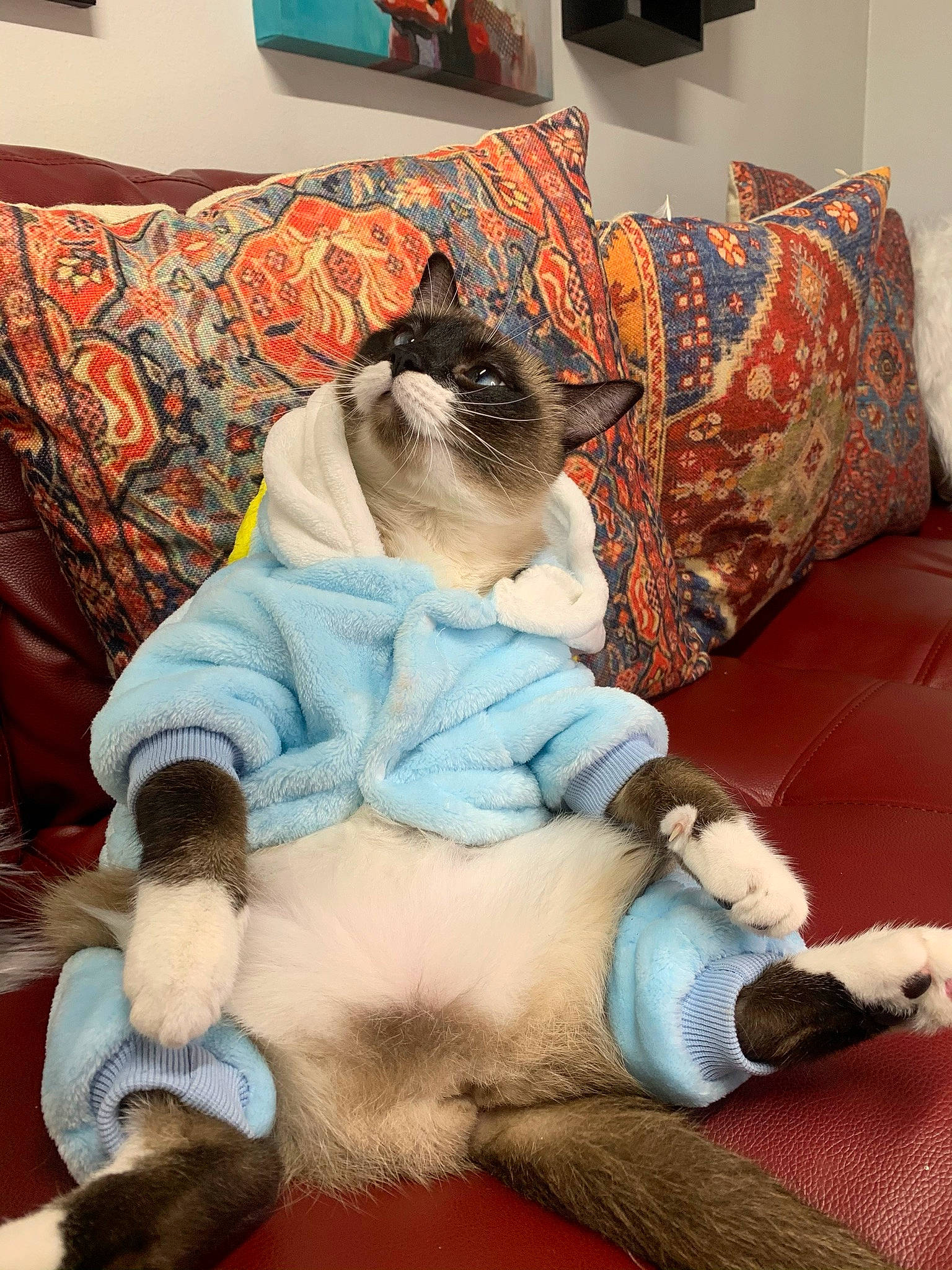 Candy is registered to the contest to win money with this photo: azure, blue, carnivore, cat, comfort, couch, fawn, felidae, flooring, interior_design, lap, linens, living_room, pillow, room, small_to_medium_sized_cats, textile, thigh, whiskers, wood