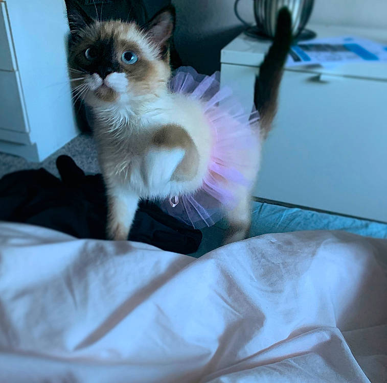 Candy is registered to the contest to win money with this photo: balinese, carnivore, cat, claw, comfort, domestic_short_haired_cat, fawn, felidae, fur, human_leg, linens, paw, photography, siamese, sitting, small_to_medium_sized_cats, tail, thai, whiskers