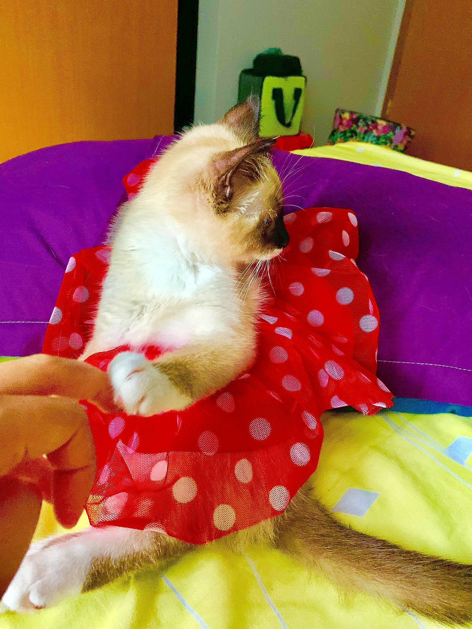 Candy is registered to the contest to win money with this photo: bedding, birman, canidae, carnivore, cat, comfort, companion_dog, fawn, felidae, fur, linens, magenta, pattern, plaid, room, siamese, small_to_medium_sized_cats, tail, whiskers, yellow