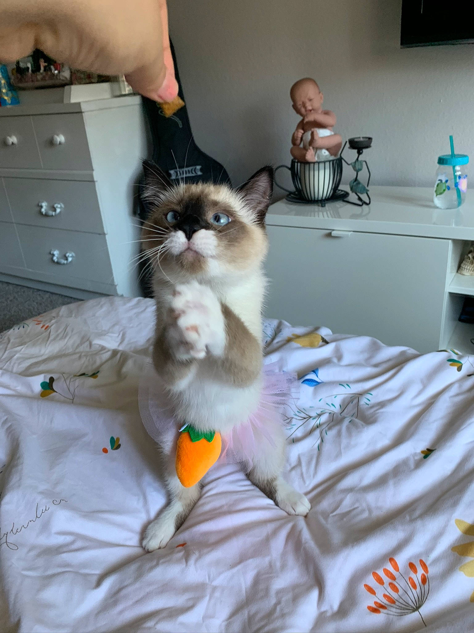 Candy joined the competition — help win amazing prizes! bedding, blue, box, cabinetry, cat, comfort, domestic_short_haired_cat, drawer, felidae, fur, linens, paw, picture_frame, room, small_to_medium_sized_cats, tail, television, whiskers