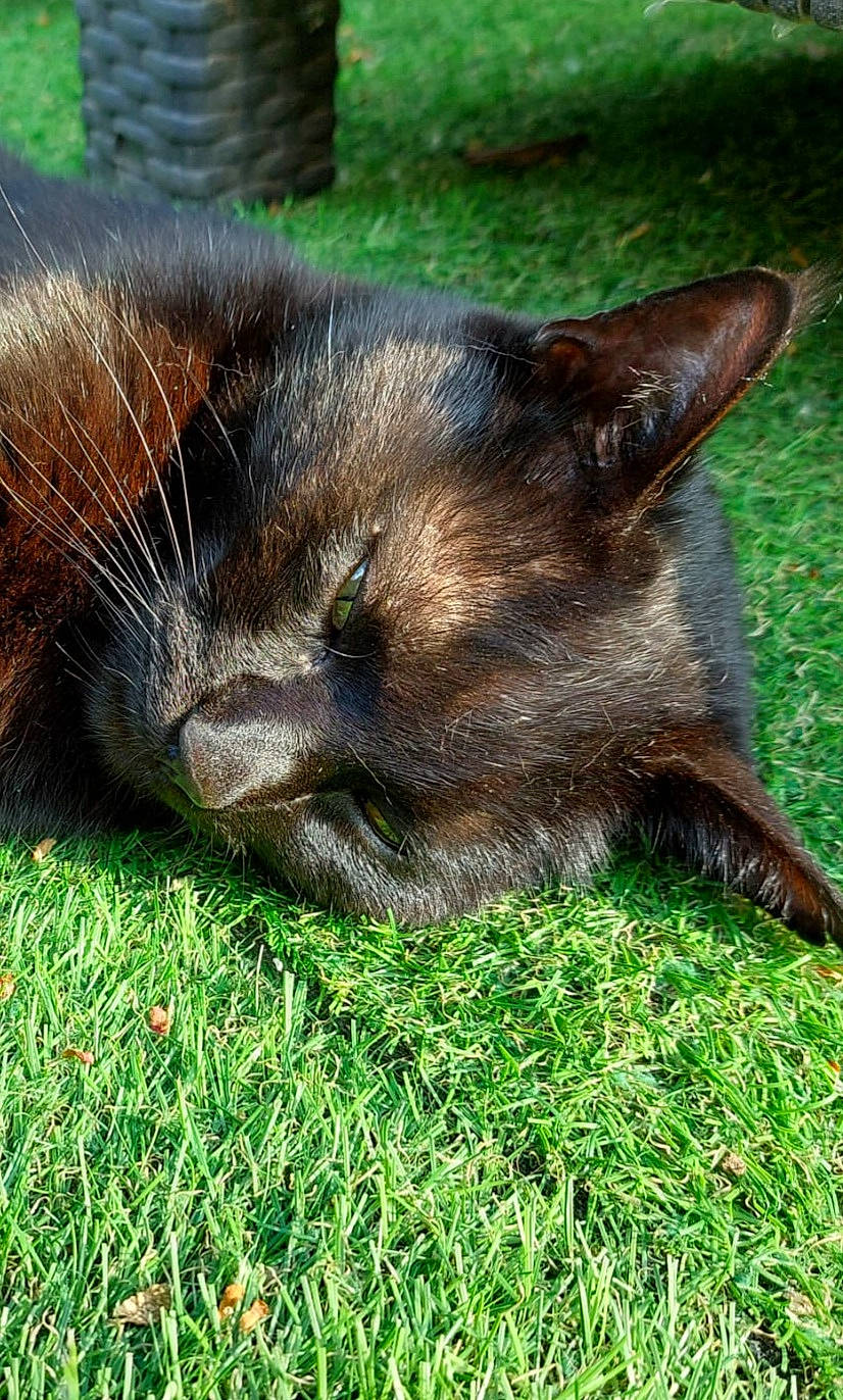 Mouchou a rejoint le concours — aidez-le/la à gagner de superbes lots ! canidae, carnivore, cat, claw, domestic_short_haired_cat, felidae, fur, grass, green, groundcover, plant, small_to_medium_sized_cats, snout, tail, terrestrial_animal, whiskers, wildlife