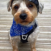 Crembo a rejoint le concours — aidez-le/la à gagner de superbes lots ! dog, small_dog, pet, bandana, harness, helmet, wooden_deck, closeup, portrait, eyes, nose, paws, cute, outdoors, sitting, fur, brown_fur, white_fur, accessory, helmet_reflection