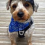 dog, small_dog, pet, bandana, harness, helmet, wooden_deck, closeup, portrait, eyes, nose, paws, cute, outdoors, sitting, fur, brown_fur, white_fur, accessory, helmet_reflection