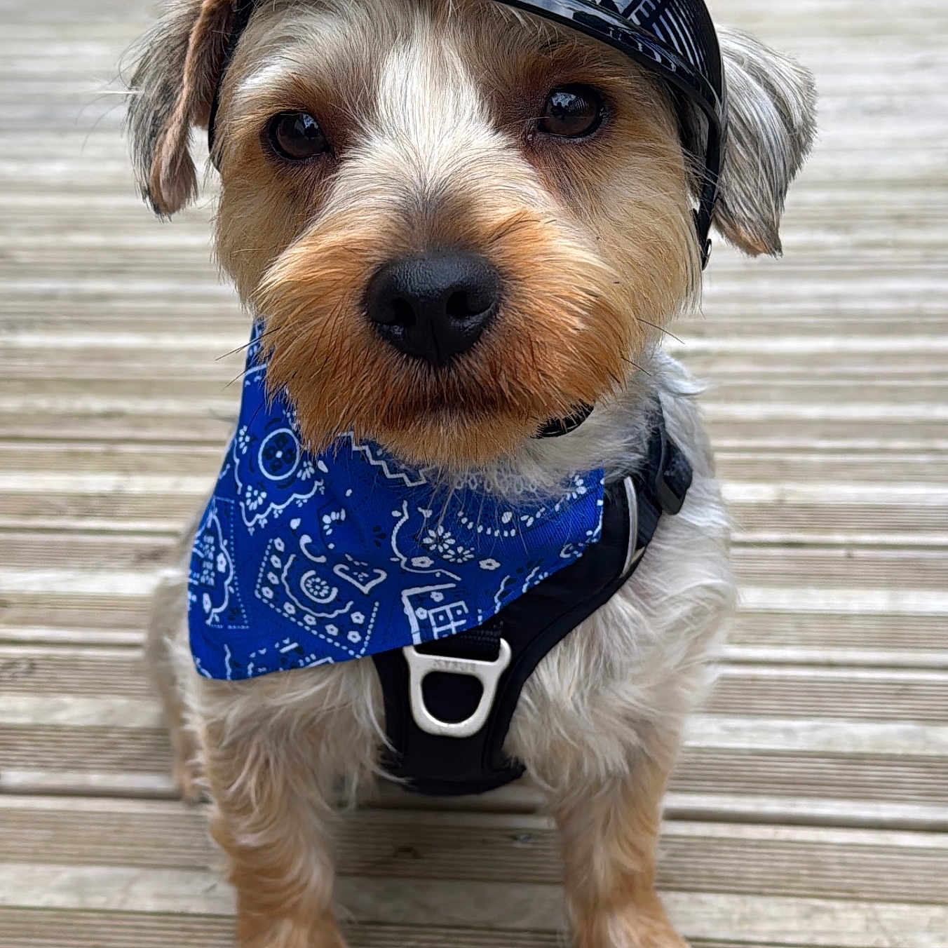 Crembo a rejoint le concours — aidez-le/la à gagner de superbes lots ! accessory, bandana, brown_fur, closeup, cute, dog, eyes, fur, harness, helmet, helmet_reflection, nose, outdoors, paws, pet, portrait, sitting, small_dog, white_fur, wooden_deck