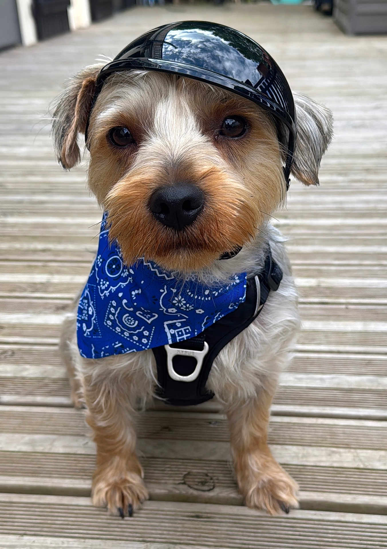 Crembo a rejoint le concours — aidez-le/la à gagner de superbes lots ! dog, small_dog, pet, bandana, harness, helmet, wooden_deck, closeup, portrait, eyes, nose, paws, cute, outdoors, sitting, fur, brown_fur, white_fur, accessory, helmet_reflection