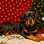 rottweiler, puppy, dog, christmas_tree, holiday, ornaments, lights, bokeh, red_background, rug, cozy, pet, animal, indoor, decorations, festive, cute, lying_down, black_and_tan, leash
