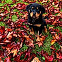 Rocco joined the competition — help win amazing prizes! puppy, rottweiler, dog, autumn, leaves, grass, outdoor, cute, pet, nature, fall, brown, black, young, animal, seasonal, leaf_litter, adorable, sitting, canine