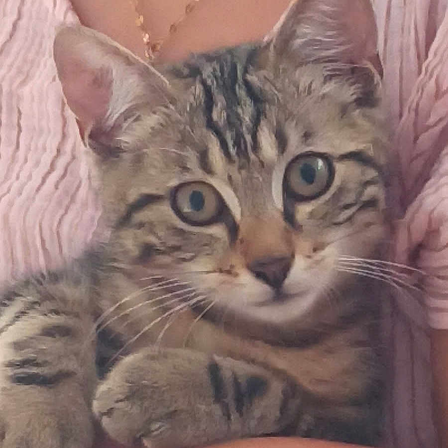 Bob participe au concours pour gagner de l'argent avec cette photo : cat, kitten, tabby, pet, animal, feline, whiskers, ears, eyes, person, arms, clothing, necklace, jewelry, pink, texture, closeup, indoor, portrait, cute