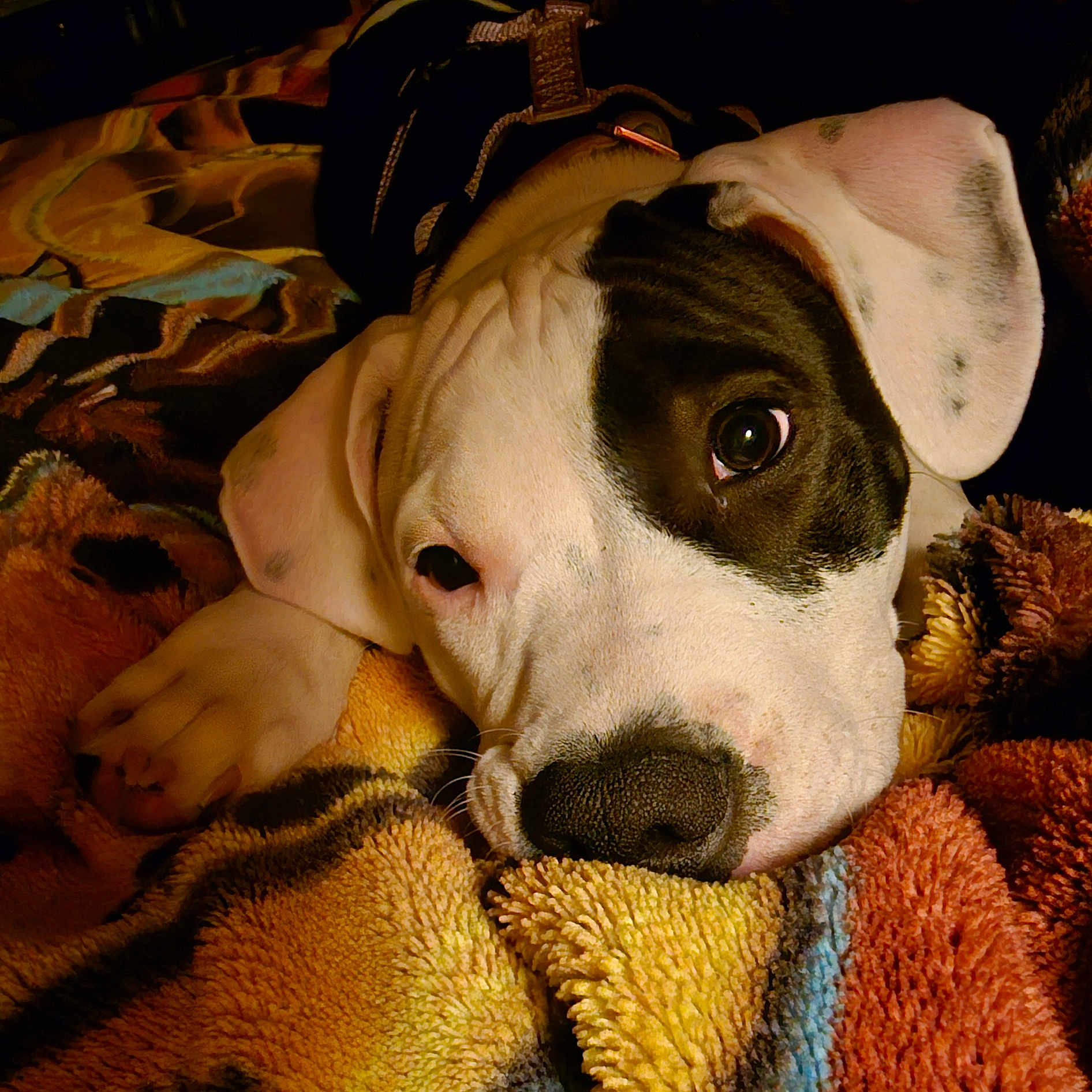 Chopper is registered to the contest to win money with this photo: animal, beagle, blanket, bodypart, boxer, bulldog, canine, couch, dog, finger, hand, hound, labradorretriever, person, pet, pitbull, pointer, puppy, quilt, towel