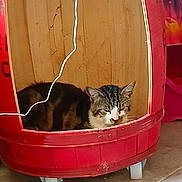 Diamant a rejoint le concours — aidez-le/la à gagner de superbes lots ! cat, tabby_cat, animal, pet, container, barrel, red, wood, wheels, floor, indoor, resting, feline, cute, cozy, relaxed, white_cable, tile_floor, sleepy, domestic