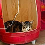 cat, tabby_cat, animal, pet, container, barrel, red, wood, wheels, floor, indoor, resting, feline, cute, cozy, relaxed, white_cable, tile_floor, sleepy, domestic