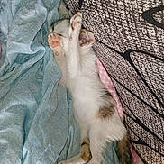 Rose participe au concours pour gagner de l'argent avec cette photo : kitten, cat, sleeping, paws, blanket, blue_blanket, cozy, furniture, cushion, striped_tail, indoor, resting, cute, pet, fur, pink_paw_pads, stretching, soft, comfy, relaxed