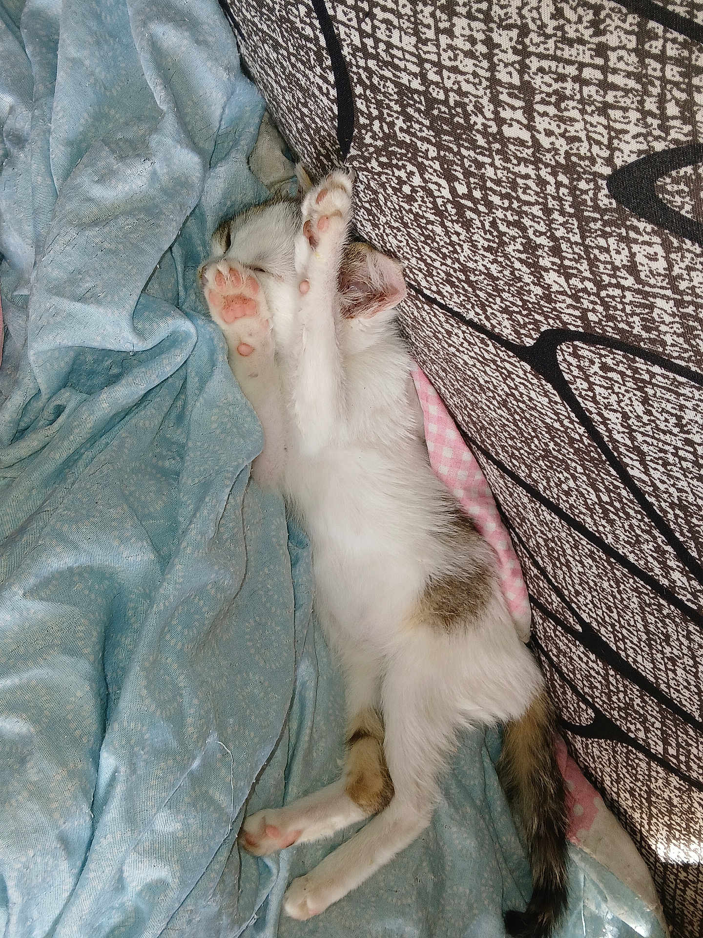 Rose participe au concours pour gagner de l'argent avec cette photo : kitten, cat, sleeping, paws, blanket, blue_blanket, cozy, furniture, cushion, striped_tail, indoor, resting, cute, pet, fur, pink_paw_pads, stretching, soft, comfy, relaxed