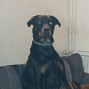 Laly a rejoint le concours — aidez-le/la à gagner de superbes lots ! animal, black_dog, brown_markings, canine, collar, companion, couch, dog, domestic, flash_glare, furniture, household, indoor, living_room, pet, pet_owner, pipe, portrait, seated, wall