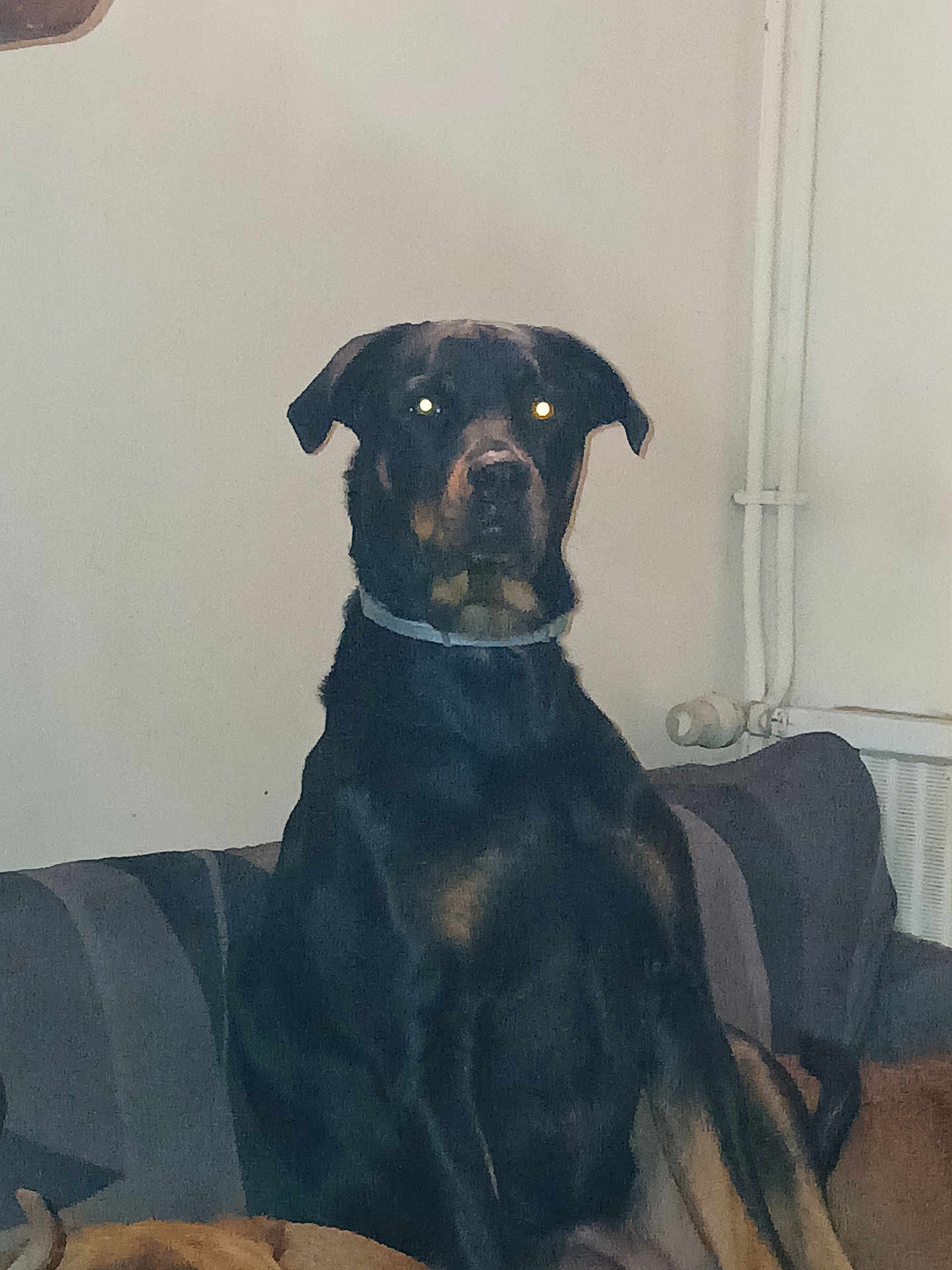 Laly a rejoint le concours — aidez-le/la à gagner de superbes lots ! animal, black_dog, brown_markings, canine, collar, companion, couch, dog, domestic, flash_glare, furniture, household, indoor, living_room, pet, pet_owner, pipe, portrait, seated, wall