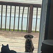 Patches joined the competition — help win amazing prizes! animal, black_cat, brindle, cat, companion, curious, daylight, dog, domestic, fence, glass_door, heterochromia, looking, outdoor, pet, porch, puppy, sitting, window, wooden_floor