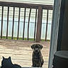 animal, black_cat, brindle, cat, companion, curious, daylight, dog, domestic, fence, glass_door, heterochromia, looking, outdoor, pet, porch, puppy, sitting, window, wooden_floor