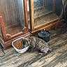 Patches joined the competition — help win amazing prizes! animal, blue_eyes, brindle, cabinet, canine, container, curious, dog, flooring, food, furniture, household, indoor, kibble, pet, puppy, snack, water_fountain, wood_floor, young_dog