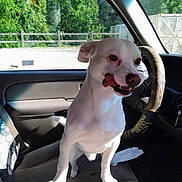 Casper joined the competition — help win amazing prizes! dog, white_dog, car_interior, steering_wheel, dog_treat, pet, vehicle, seat, window, sunlight, fence, trees, outdoor, animal, companion, curious, standing, front_seat, daylight, canine