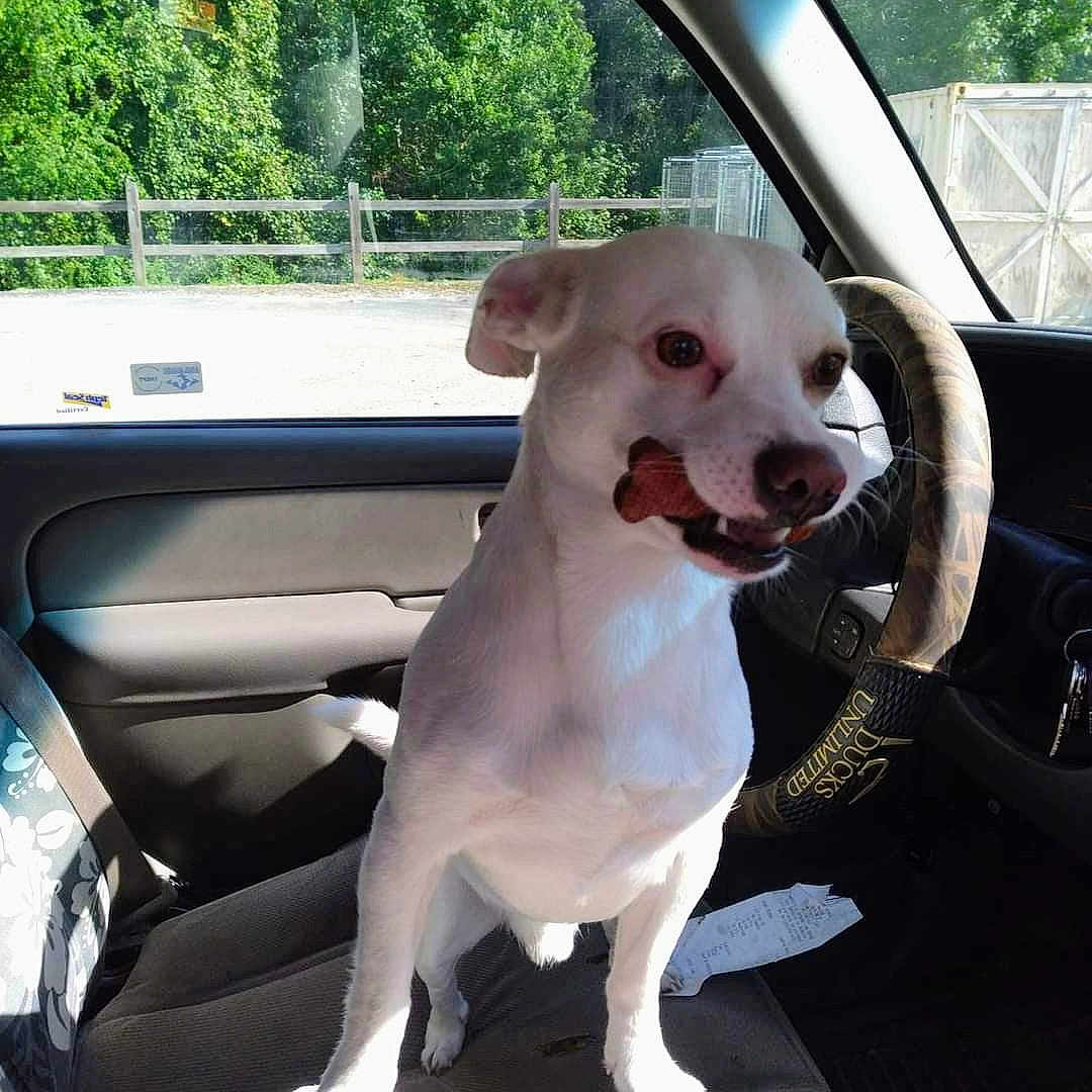 Casper joined the competition — help win amazing prizes! animal, canine, car_interior, companion, curious, daylight, dog, dog_treat, fence, front_seat, outdoor, pet, seat, standing, steering_wheel, sunlight, trees, vehicle, white_dog, window