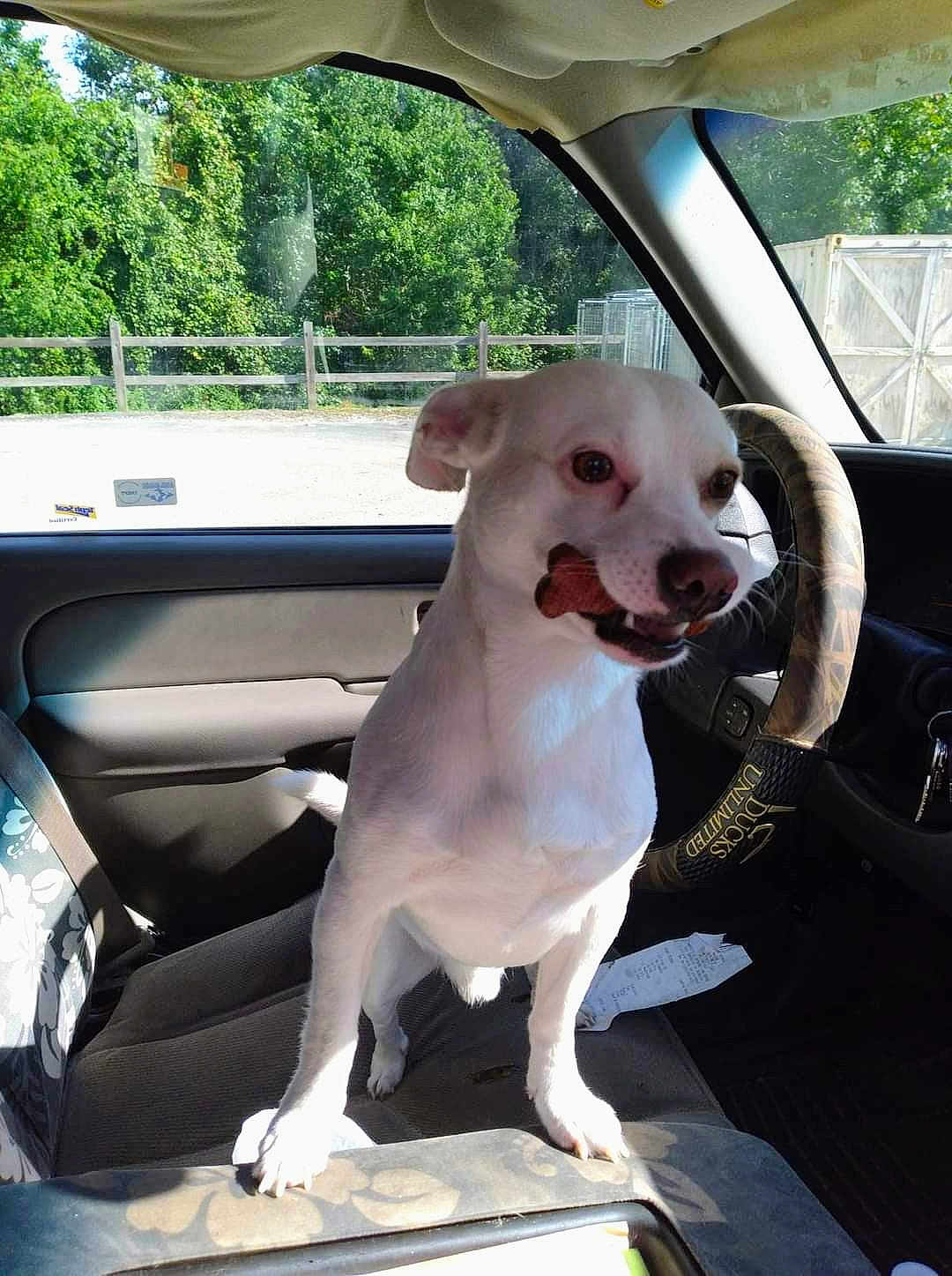 Casper joined the competition — help win amazing prizes! dog, white_dog, car_interior, steering_wheel, dog_treat, pet, vehicle, seat, window, sunlight, fence, trees, outdoor, animal, companion, curious, standing, front_seat, daylight, canine