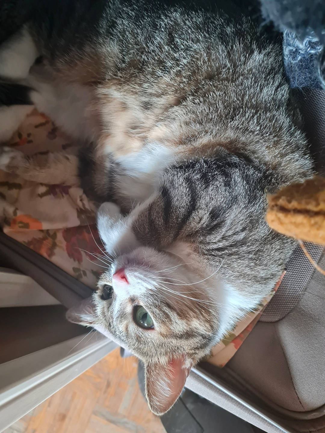 Mandarine participe au concours pour gagner de l'argent avec cette photo : carnivore, cat, claw, domestic_short_haired_cat, felidae, fur, grey, mammal, nap, paw, small_to_medium_sized_cats, snout, tail, vertebrate, whiskers, wood