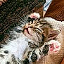 Warrior participe au concours pour gagner de l'argent avec cette photo : animal, blanket, cat, closeup, couch, cozy, cute, feline, furry, indoor, kitten, paw, pet, pink_paw_pads, relaxed, resting, sleeping, soft, tabby, whiskers