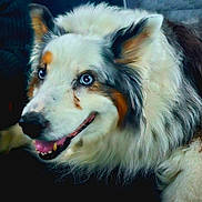 Winnie is registered to the contest to win money with this photo: dog, blue_eyes, fluffy_fur, happy, pet, animal, canine, closeup, portrait, indoor, resting, smiling, white_fur, brown_fur, black_fur, ears, nose, mouth, tongue, fur_texture