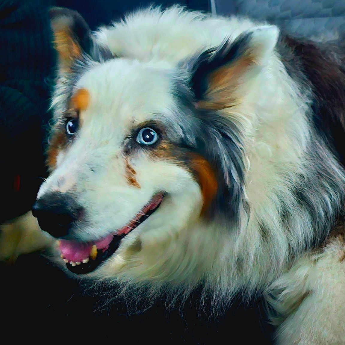 Winnie is registered to the contest to win money with this photo: animal, black_fur, blue_eyes, brown_fur, canine, closeup, dog, ears, fluffy_fur, fur_texture, happy, indoor, mouth, nose, pet, portrait, resting, smiling, tongue, white_fur