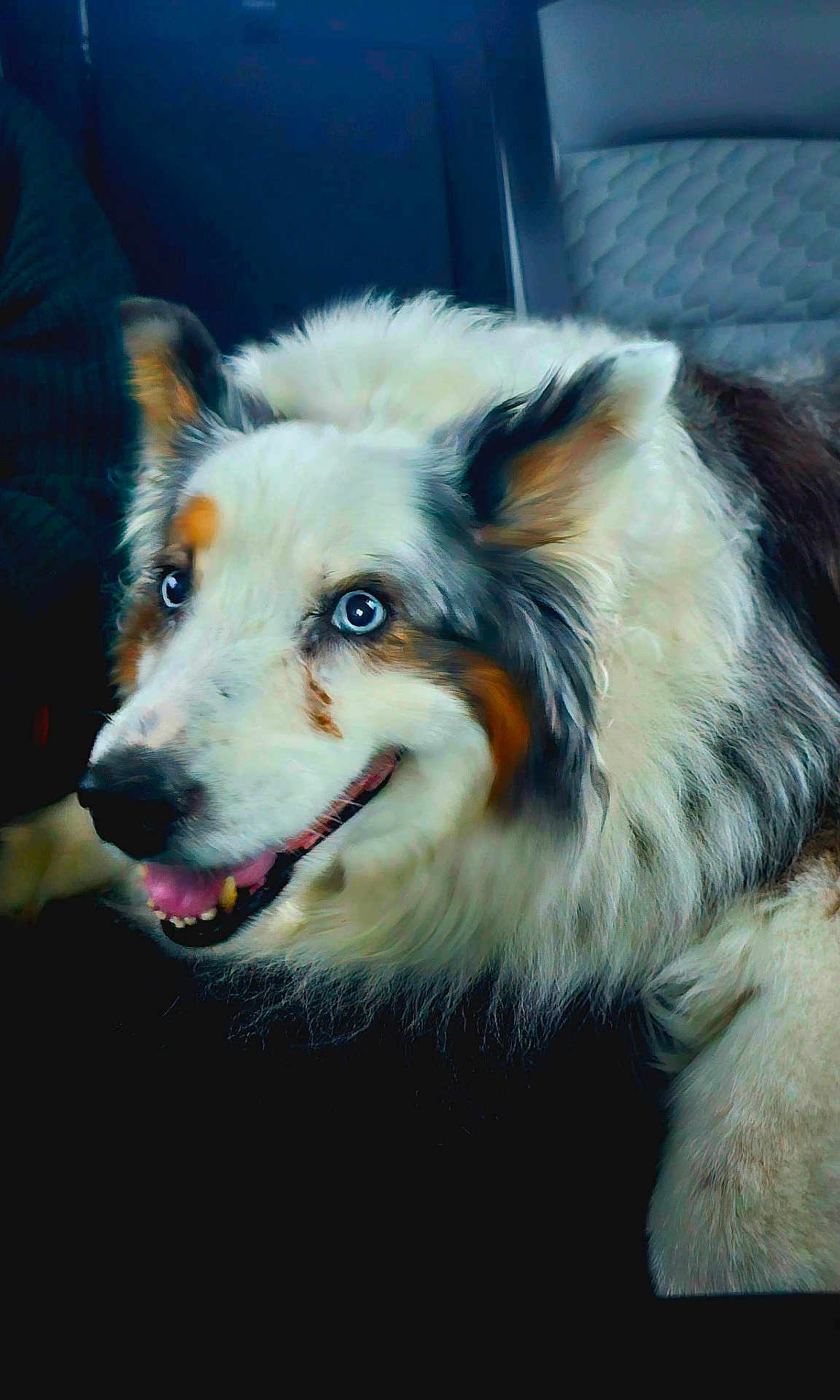 Winnie is registered to the contest to win money with this photo: dog, blue_eyes, fluffy_fur, happy, pet, animal, canine, closeup, portrait, indoor, resting, smiling, white_fur, brown_fur, black_fur, ears, nose, mouth, tongue, fur_texture