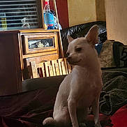 Pipette participe au concours pour gagner de l'argent avec cette photo : dog, chihuahua, indoor, furniture, cabinet, bedspread, blanket, wood, spray_bottle, pet, small_dog, animal, domestic, seated, brown_wall, dim_lighting, side_view, home, cozy, quiet