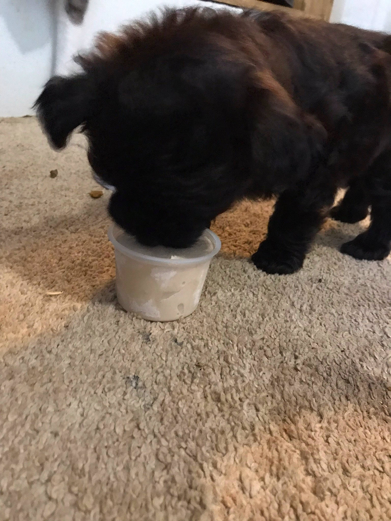 Cole joined the competition — help win amazing prizes! canidae, carnivore, companion_dog, dog, dog_breed, dog_supply, fawn, felidae, flooring, fur, human_leg, liver, pet_supply, snout, soil, sporting_group, tail, toy_dog, whiskers, working_animal