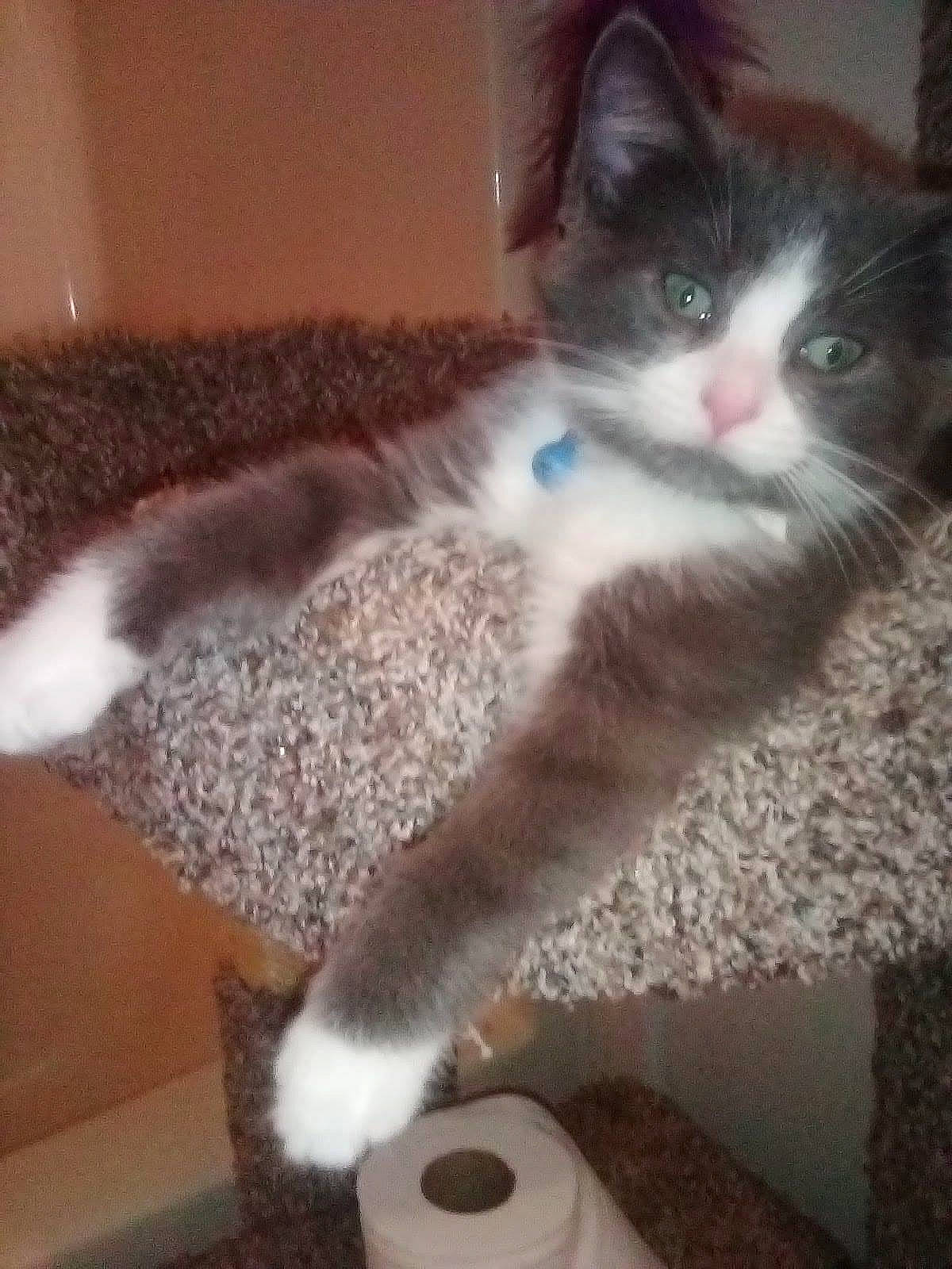 Tom is registered to the contest to win money with this photo: carnivore, cat, cat_supply, claw, comfort, cup, domestic_short_haired_cat, felidae, flooring, fur, grey, hardwood, paper_towel, paw, small_to_medium_sized_cats, tail, tissue_paper, toilet_paper, toy, whiskers