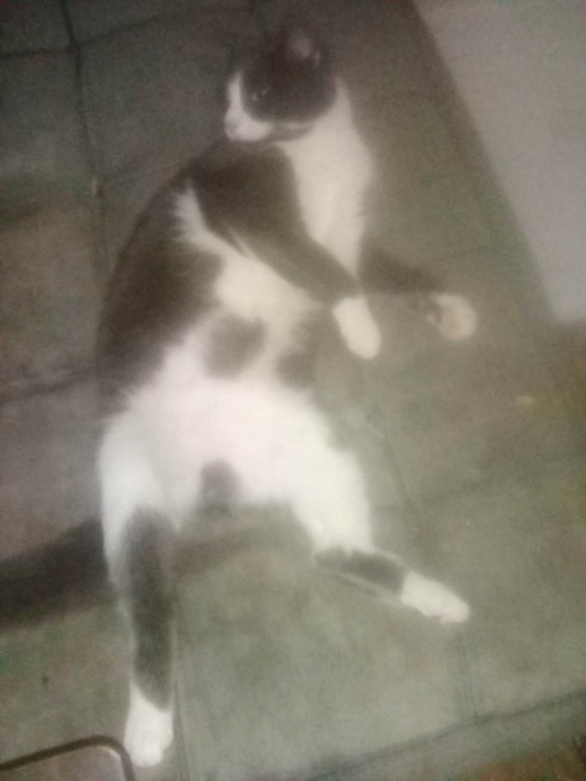 Tom is registered to the contest to win money with this photo: canidae, carnivore, cat, darkness, dog_breed, domestic_short_haired_cat, felidae, fur, human_leg, monochrome, monochrome_photography, paw, room, small_to_medium_sized_cats, snout, sporting_group, tail, tints_and_shades, whiskers, wood