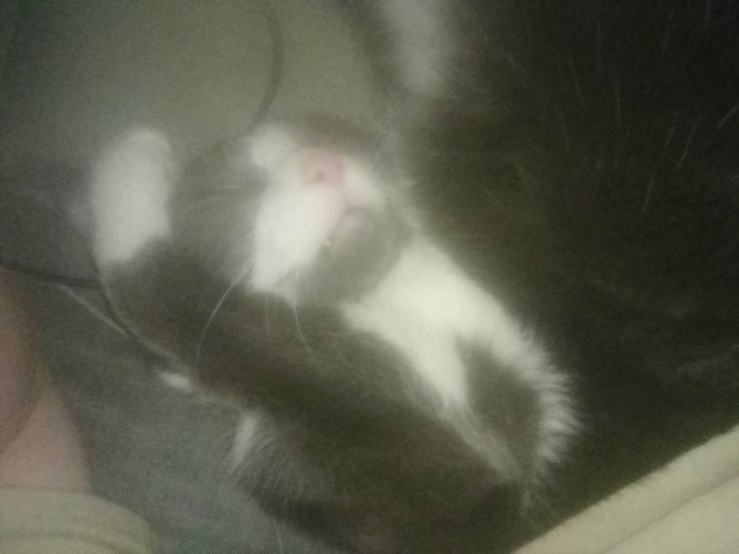 Tom joined the competition — help win amazing prizes! carnivore, cat, darkness, dog_breed, felidae, foot, fur, monochrome, paw, shadow, small_to_medium_sized_cats, snout, sporting_group, tail, whiskers