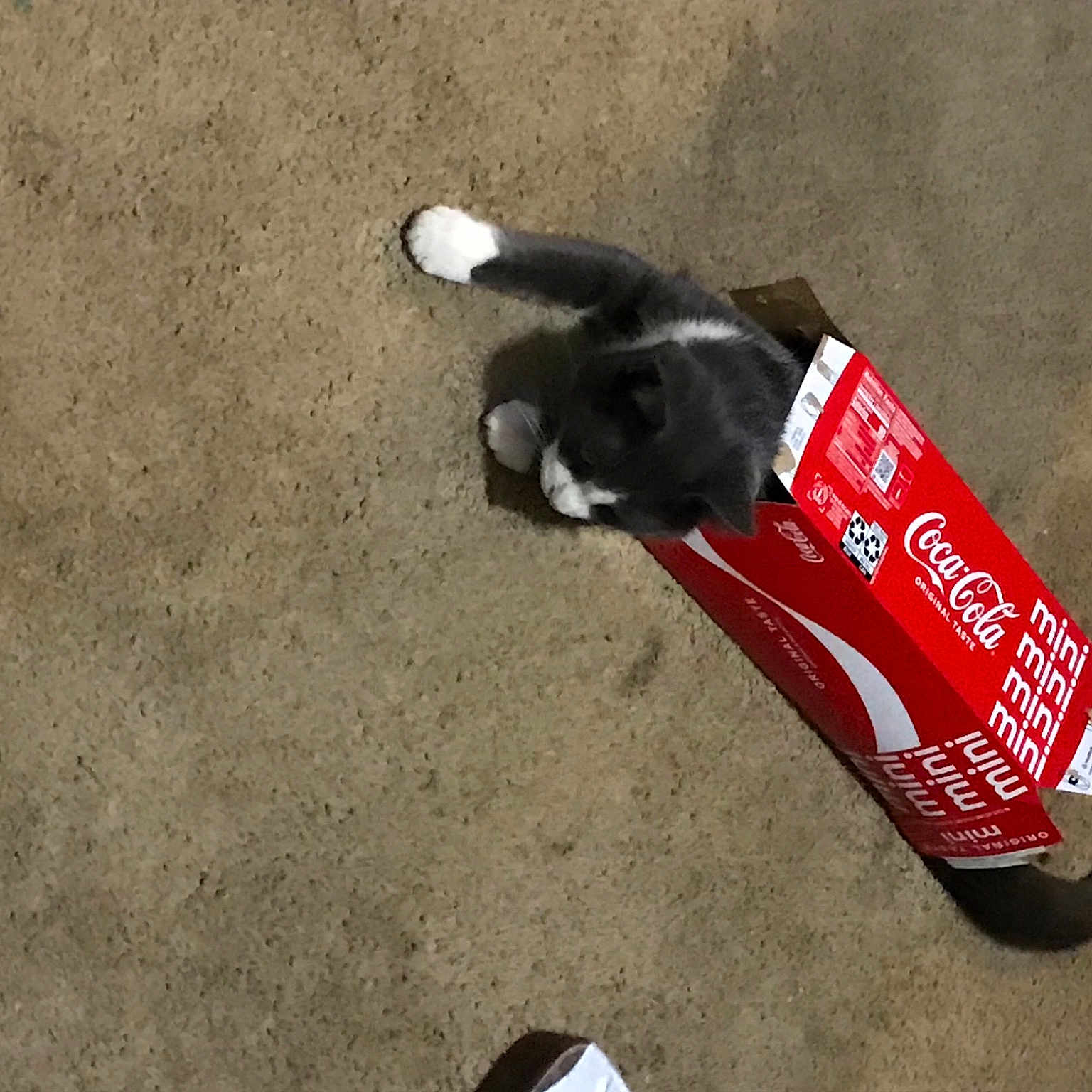 Tom joined the competition — help win amazing prizes! asphalt, carbonated_soft_drinks, carmine, carnivore, companion_dog, dog, dog_breed, dog_supply, font, foot, fur, human_leg, paw, pet_supply, road_surface, shoe, soil, sporting_group, tail, vertebrate