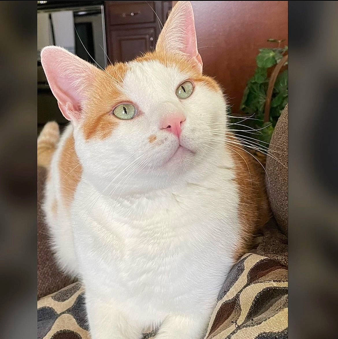 Milo joined the competition — help win amazing prizes! art, carnivore, cat, domestic_short_haired_cat, fawn, felidae, fur, pattern, paw, photo_caption, plant, rectangle, small_to_medium_sized_cats, snout, square, tail, whiskers, window